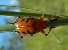 Rhyparida didyma