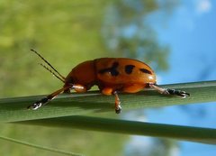 Rhyparida didyma