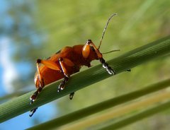 Rhyparida didyma