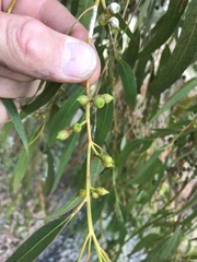 Eucalyptus camaldulensis