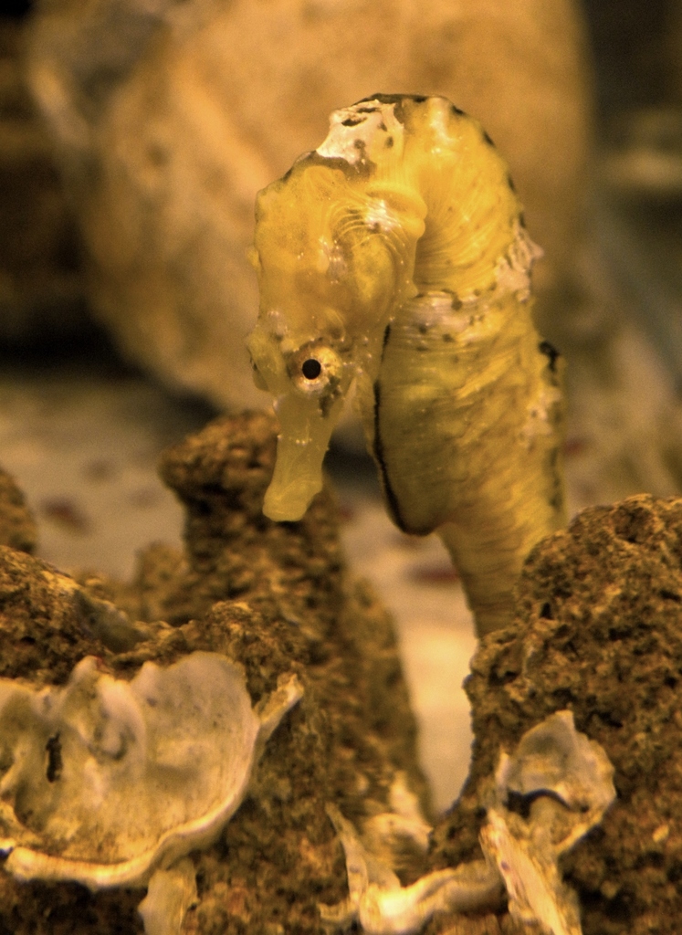 Patagonian Seahorse