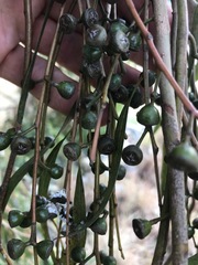 Eucalyptus camaldulensis