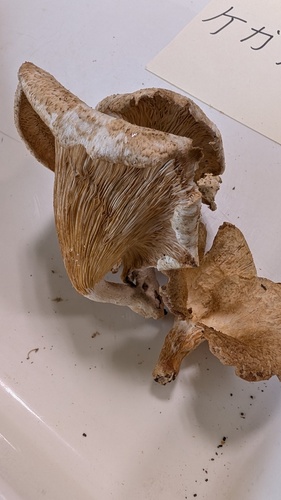 Lentinus squarrosulus