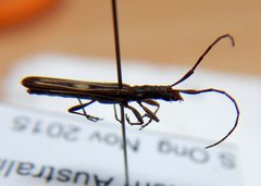 Syllitus bipunctatus