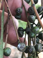Eucalyptus camaldulensis