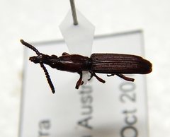 Ankleineella