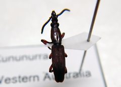Ankleineella