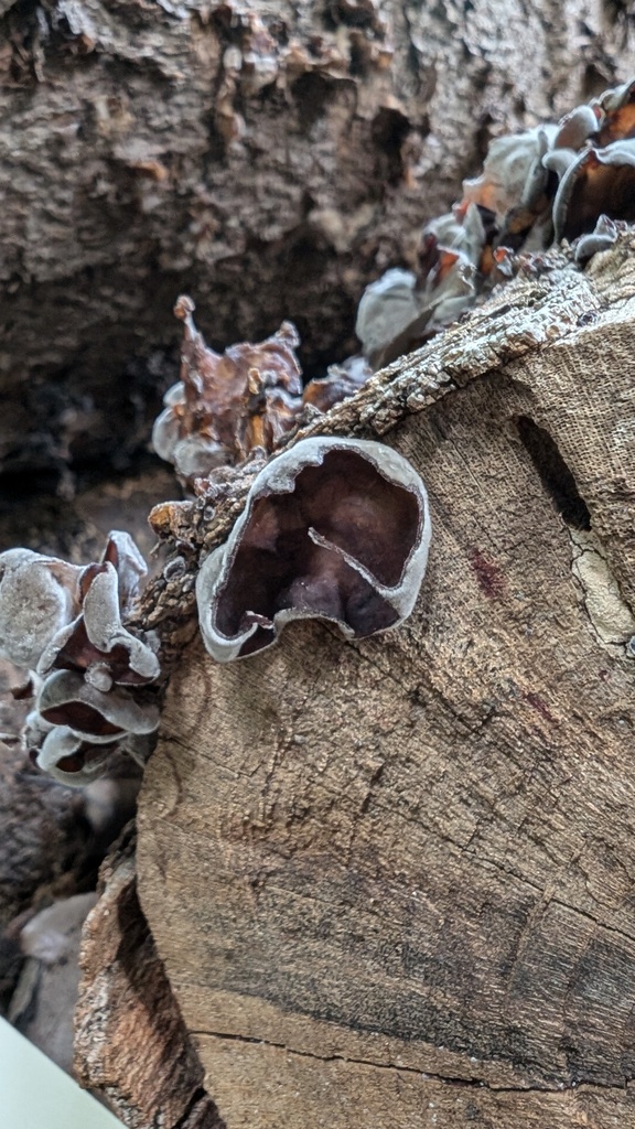Auricularia polytricha · July 2024 · photo: © atsushi_nakajima_cirque (iNaturalist, cc-by)