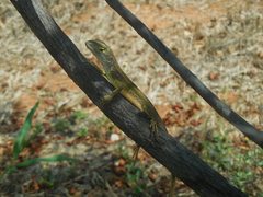 Diporiphora magna