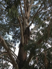Eucalyptus camaldulensis