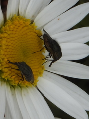 Stomorhina obsoleta