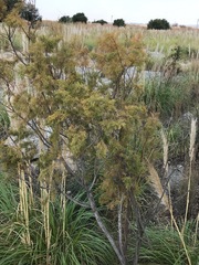 Tamarix ramosissima