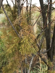 Tamarix ramosissima