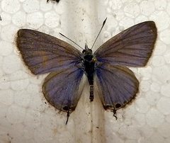 Theclinesthes miskini