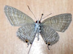 Theclinesthes miskini