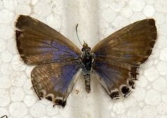 Theclinesthes miskini