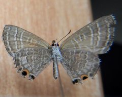 Theclinesthes miskini