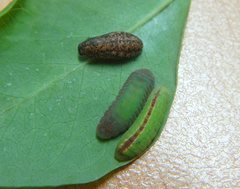 Theclinesthes miskini