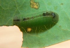 Theclinesthes miskini