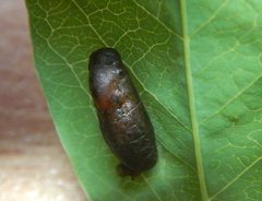 Theclinesthes miskini