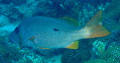 Lutjanus monostigma