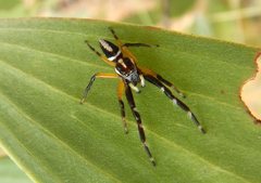 Mopsolodes australensis