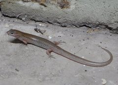 Eremiascincus isolepis