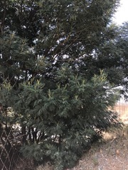 Acacia mearnsii
