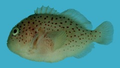 Spotted Coral Croucher photo 2