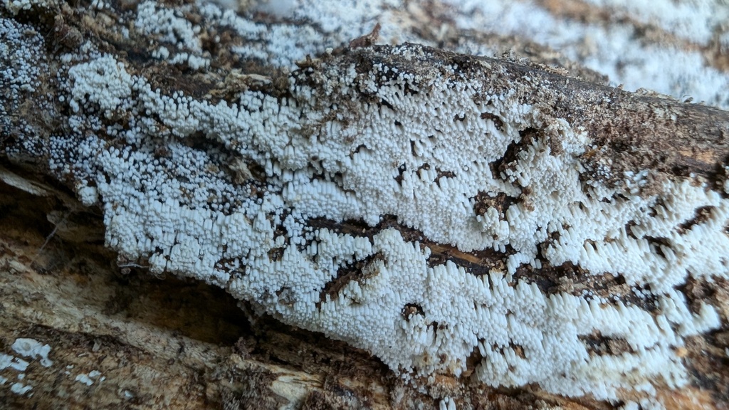 Henningsomyces candidus · July 2024 · photo: © atsushi_nakajima_cirque (iNaturalist, cc-by)