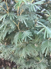 Acacia mearnsii