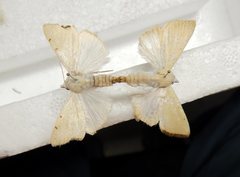 Xanthodes amata