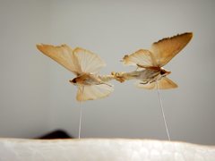 Xanthodes amata
