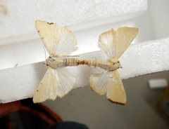 Xanthodes amata