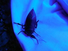 Lethocerus distinctifemur