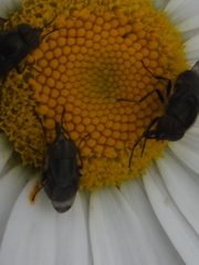 Stomorhina obsoleta