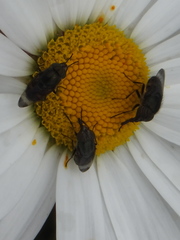Stomorhina obsoleta