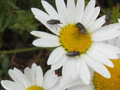 Stomorhina obsoleta
