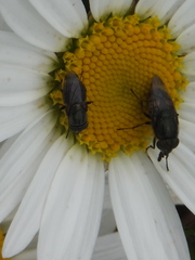 Stomorhina obsoleta