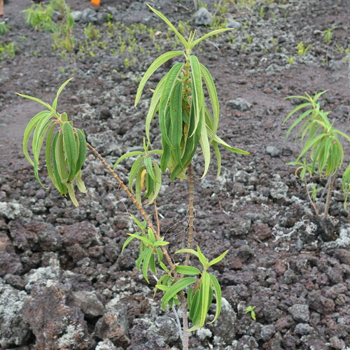 Boehmeria penduliflora (Boehmeria penduliflora)