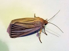 Heliocheilus atrilinea