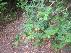 Colutea arborescens