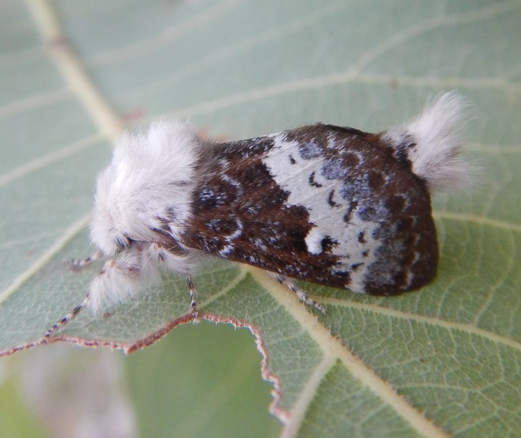 Genduara dianipha