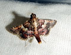 Persicoptera iochyta