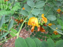 Colutea arborescens