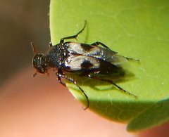 Macrosiagon semipunctata