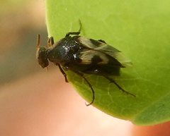 Macrosiagon semipunctata