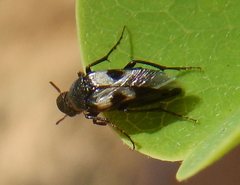 Macrosiagon semipunctata