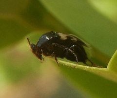 Macrosiagon semipunctata