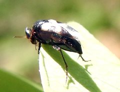 Macrosiagon semipunctata